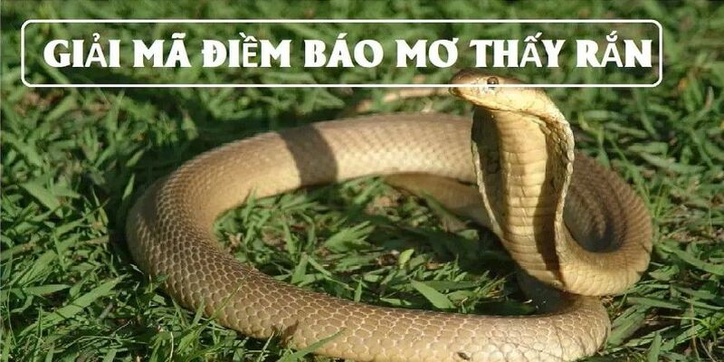 Luận giải chi tiết giấc chiêm bao nằm mơ thấy rắn