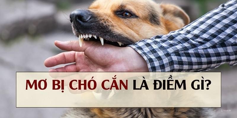 Nằm mơ chó cắn là điềm báo tốt hay xấu