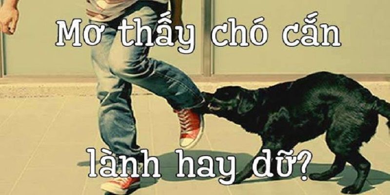 Luận giải điềm báo của từng trường hợp nằm mơ chó cắn